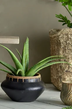 Aloe Kasvi