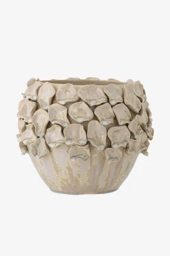 Coral Kukkaruukku
