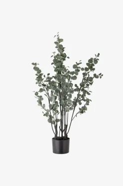 Eucalyptus Kasvi
