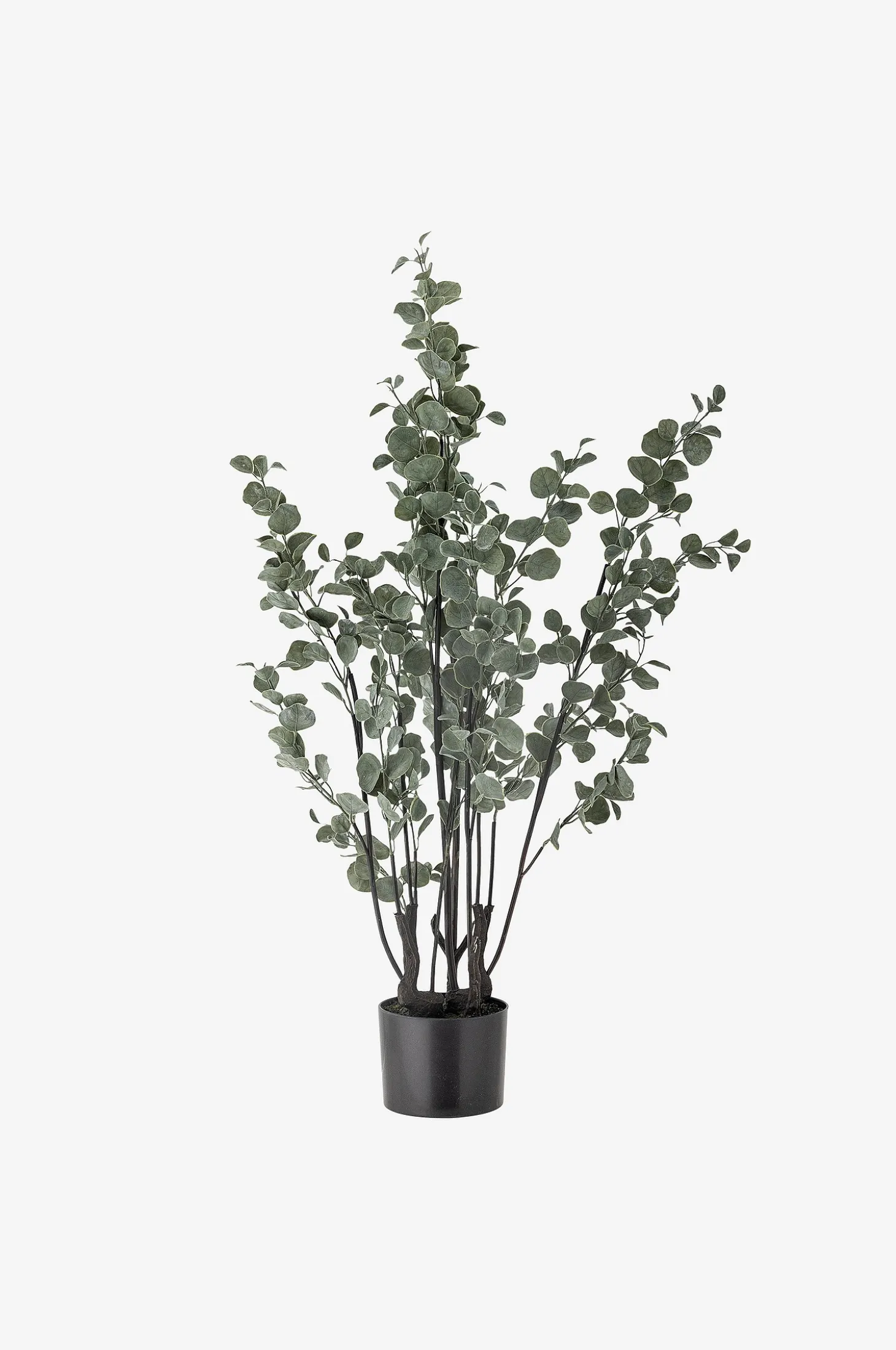Eucalyptus Kasvi