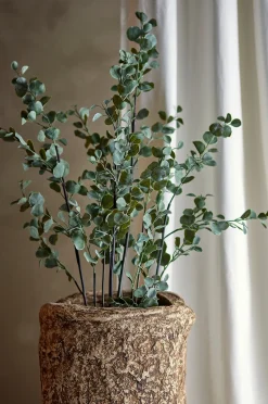 Eucalyptus Kasvi