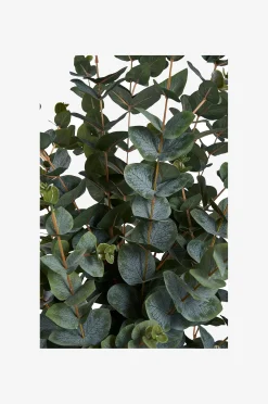 Eukalyptuspuu