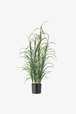 Grass Kasvi