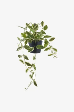 Hoya Carnosa
