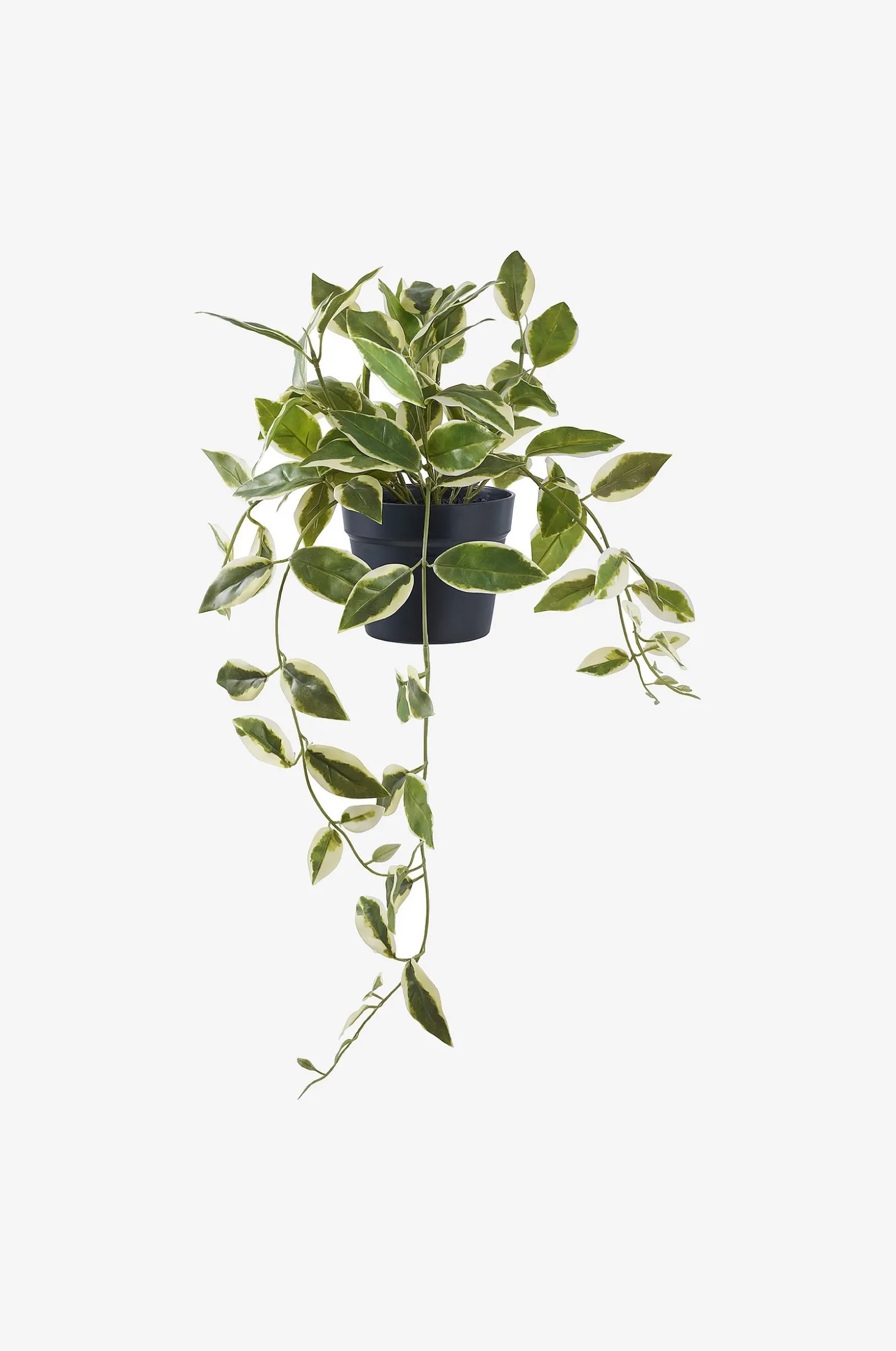 Hoya Carnosa