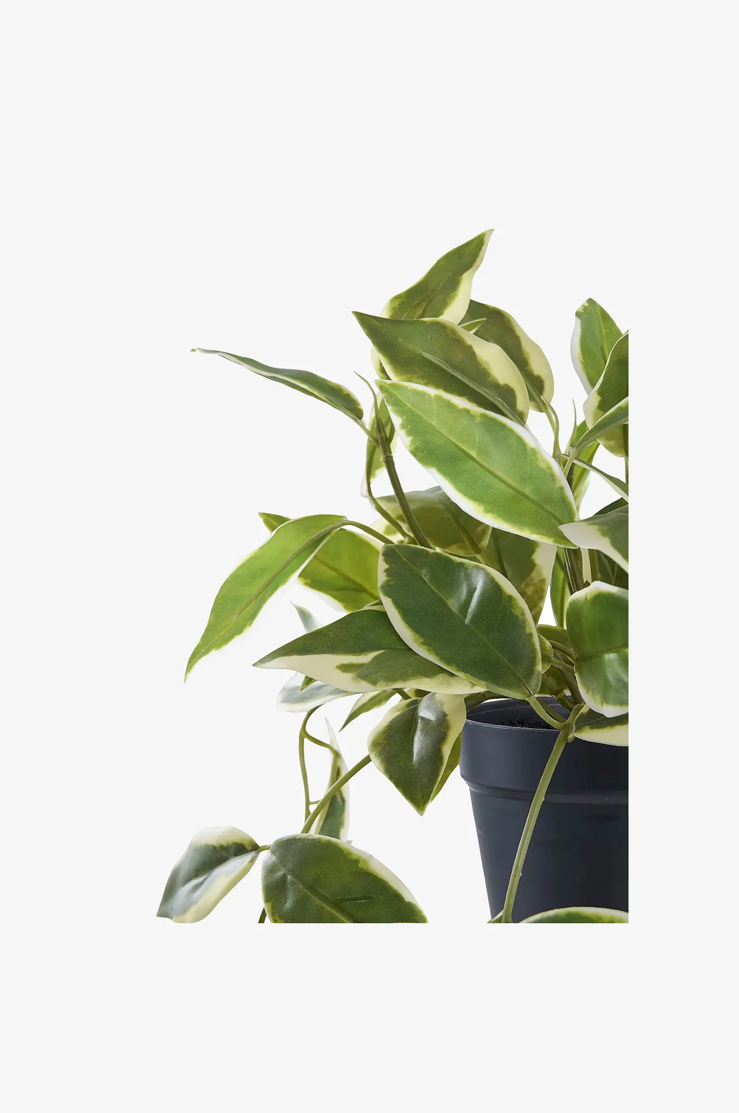 Hoya Carnosa
