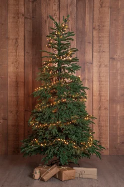 Joulukuusi Edane 210 cm