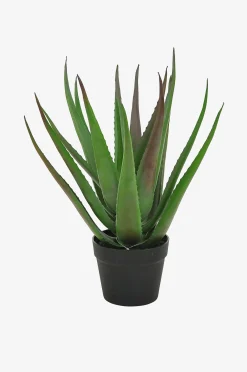Kasvi aloe vera, K 50 cm