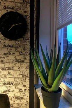 Kasvi aloe vera, K 50 cm