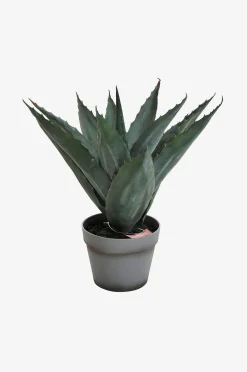 Kasvi aloe vera, K 45 cm