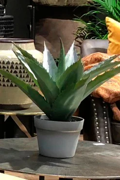 Kasvi aloe vera, K 45 cm