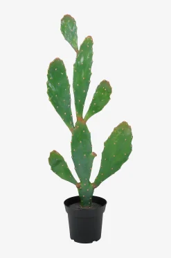 Kasvi Verde kaktus