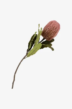 Kimppu King Protea