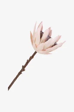 Kimppu King Protea