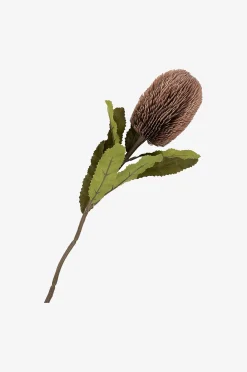 Kimppu King Protea