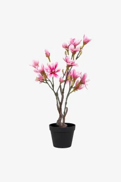 Magnoliapuu