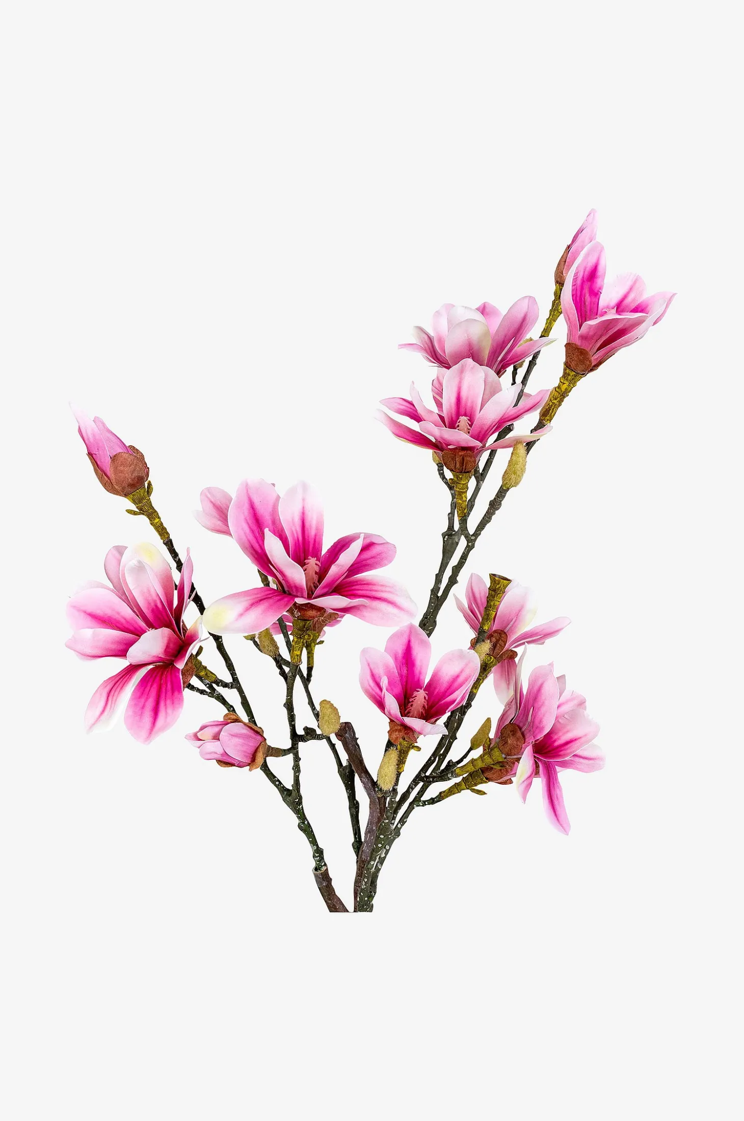 Magnoliapuu