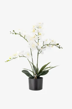 Orchid Kasvi