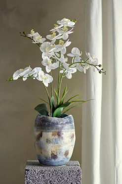 Orchid Kasvi