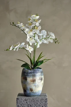 Orchid Kasvi