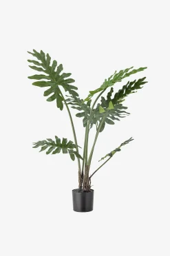 Philodendron Kasvi