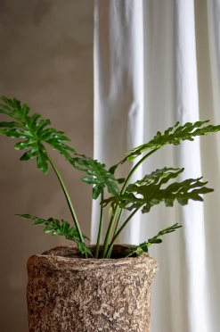 Philodendron Kasvi