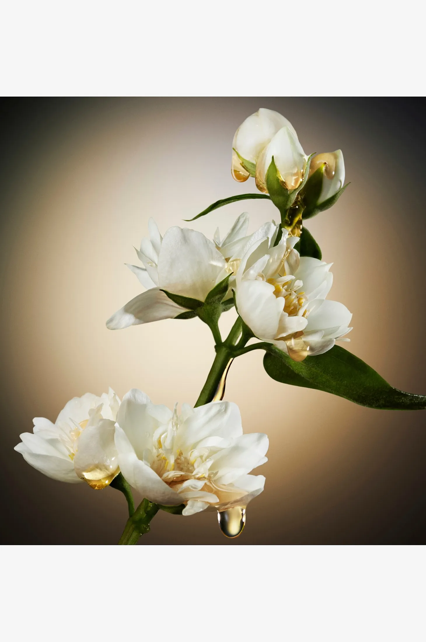 The Scent For Her Edp