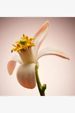 The Scent For Her Le Parfum Edp